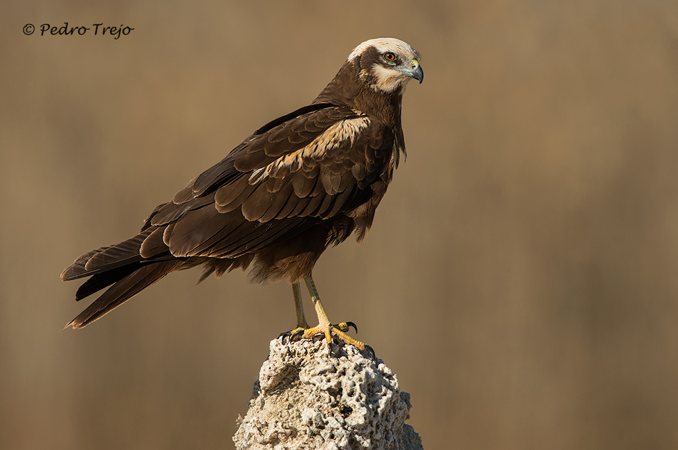 Aguilucho lagunero (Circus aeruginosus)